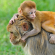 Illustration for article titled Stressed Baby Monkeys Grow Into Anxious Adults